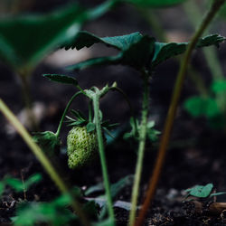 Close-up of fresh green plants