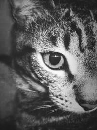 Close-up portrait of cat