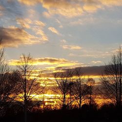 Silhouette of trees at sunset