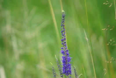 Close-up of purple flowering plant on field