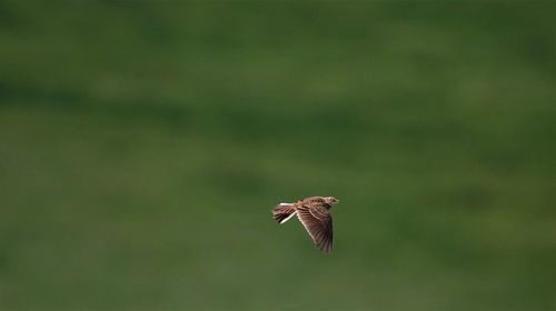 Bird flying over a blurred background