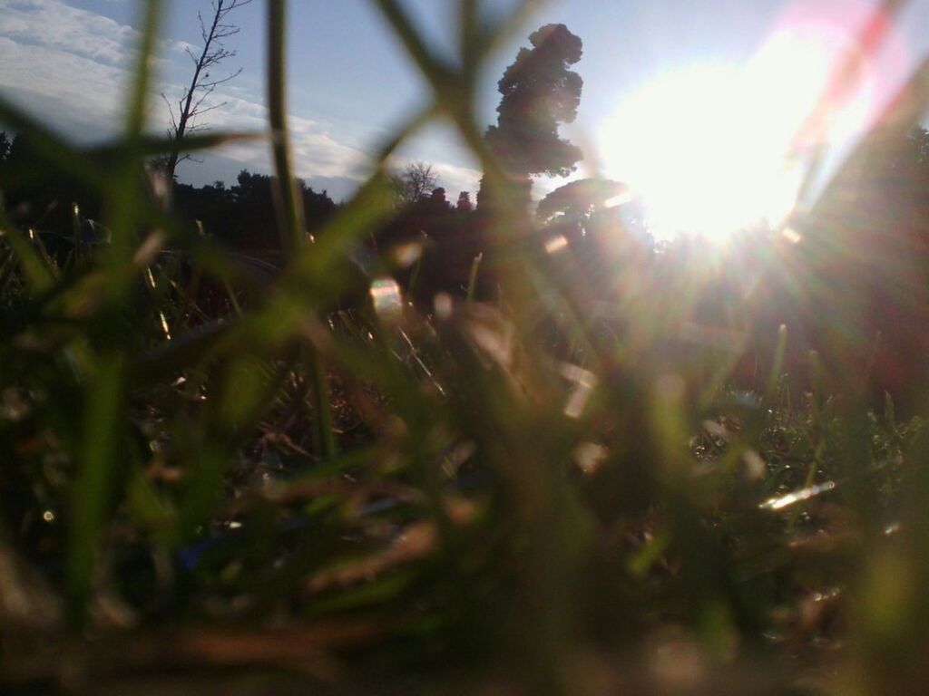 sun, lens flare, grass, growth, sunbeam, sunlight, plant, nature, field, selective focus, tranquility, focus on foreground, beauty in nature, close-up, outdoors, sunny, surface level, sunset, day, sky