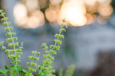 Close-up of flowering plant