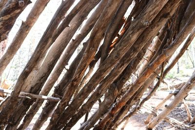 Low angle view of tree trunk