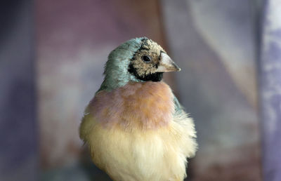 Young female blue gouldian finch 