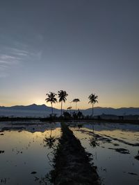 Silhouette palm trees on beach against sky during sunset