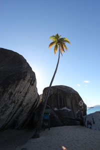 Palm trees on rock against clear blue sky