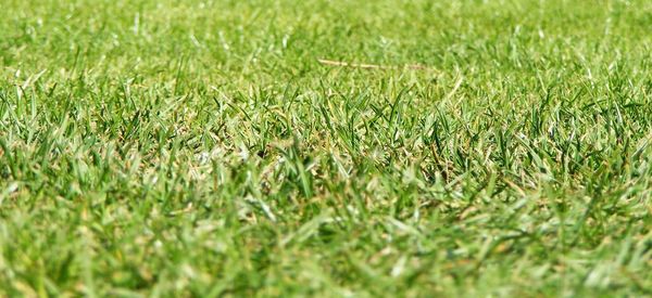 Full frame shot of grassy field