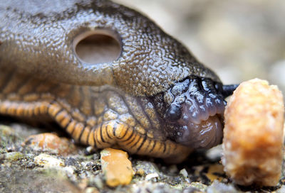 Close-up of crab on rock