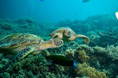 Turtle swimming in sea