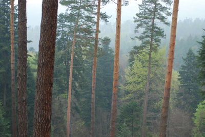 Pine trees in forest