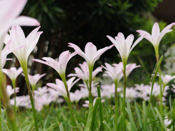 Close-up of flowering plants on field