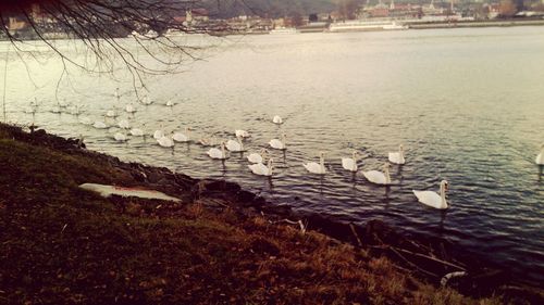 Birds in water