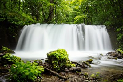 Scenic view of waterfall in forest