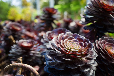 Close-up of shell on plant