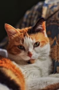 Close-up portrait of a cat