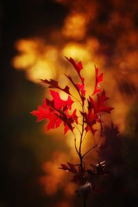 Close-up of plant during autumn