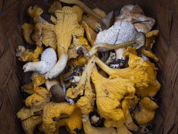 High angle view of mushrooms