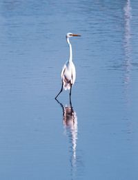 Bird in a lake