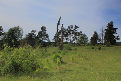 Trees on field against sky