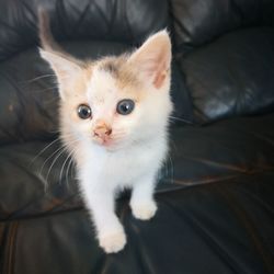 Portrait of kitten sitting on sofa