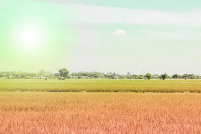 Scenic view of agricultural field against sky