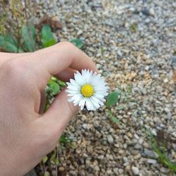 Close-up of cropped hand holding daisy