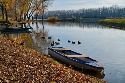 High angle view of ducks swimming in lake