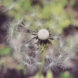 Close-up of white dandelion