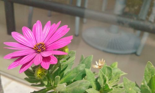 Close-up of pink flower blooming outdoors