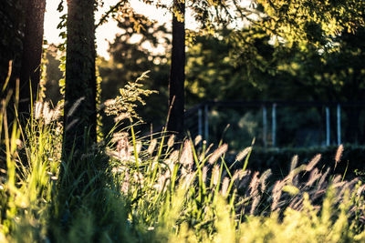 Trees in forest