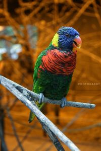 Close-up of parrot on branch