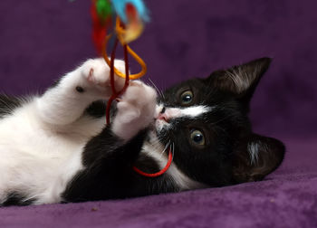 Close-up of a cat