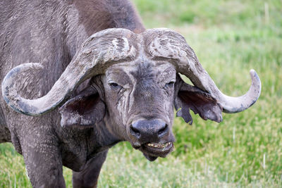 One big buffalo in the grassland of the savannah