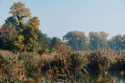 Scenic view of lake against clear sky during autumn