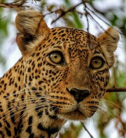 Close-up portrait of tiger