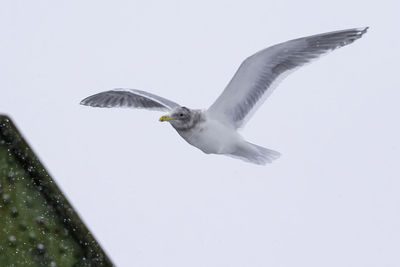 Seagull flying in the sky