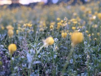 Close-up of yellow flowering plants on field