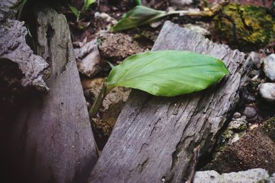 High angle view of plant growing on rock