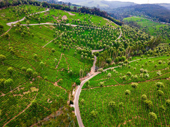 View of vineyard