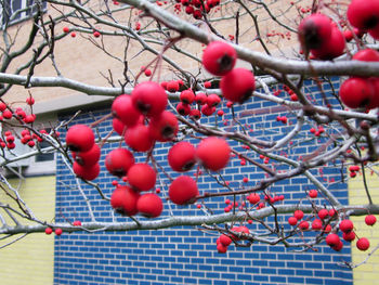 Close-up of cherries on tree