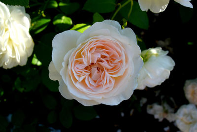 Close-up of pink rose blooming outdoors