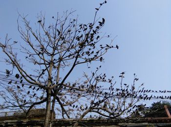 Low angle view of tree against clear sky