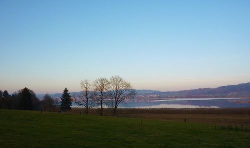Trees against clear sky