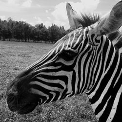 Close-up of zebra standing on field