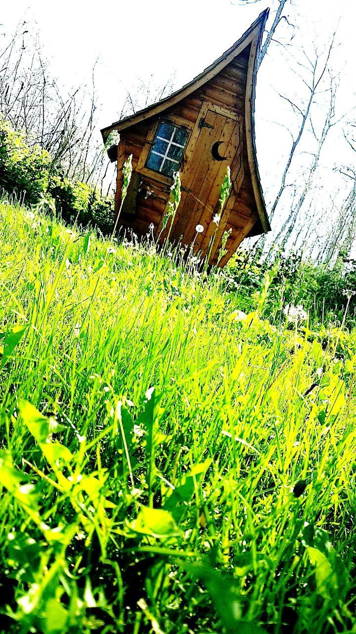 PLANTS GROWING ON ABANDONED HOUSE