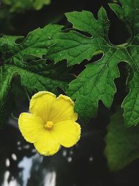 Close-up of yellow flower blooming outdoors