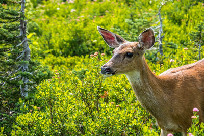 Deer in a forest