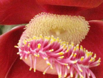 Close-up of pink flowers