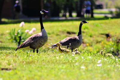 Geese on a field